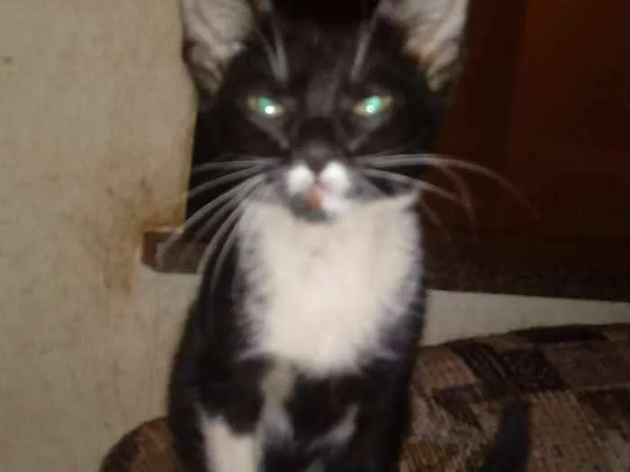 Gato ra a Sem Raça Definida idade 2 a 6 meses nome Zeca