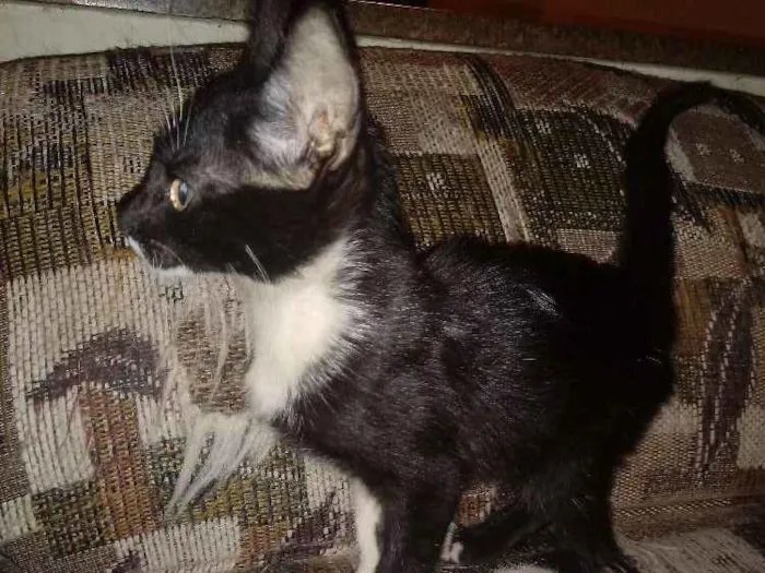Gato ra a Sem Raça Definida idade 2 a 6 meses nome Zeca