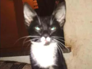 Gato raça Sem Raça Definida idade 2 a 6 meses nome Zeca