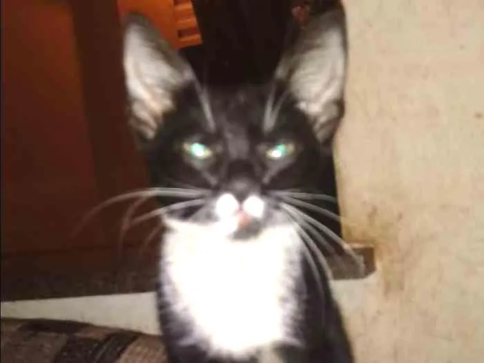 Gato ra a Sem Raça Definida idade 2 a 6 meses nome Zeca