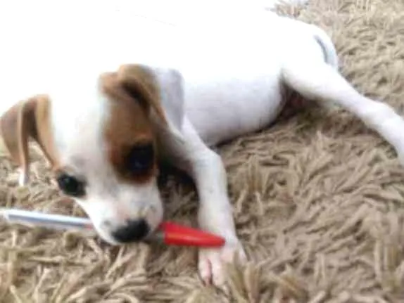 Cachorro ra a SRD idade Abaixo de 2 meses nome sem nome