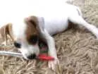 Cachorro raça SRD idade Abaixo de 2 meses nome sem nome