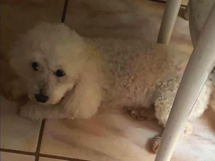 Cachorro ra a Poodle idade 6 ou mais anos nome Lara