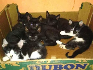 Gato raça Não tem  idade 2 a 6 meses nome Não tem 