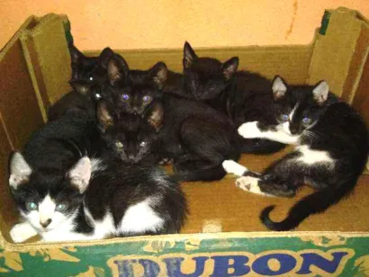 Gato raça Não tem  idade 2 a 6 meses nome Não tem 