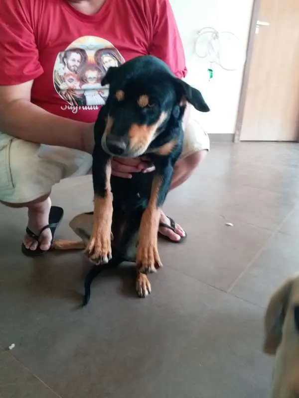 Cachorro ra a srd idade 1 ano nome mel