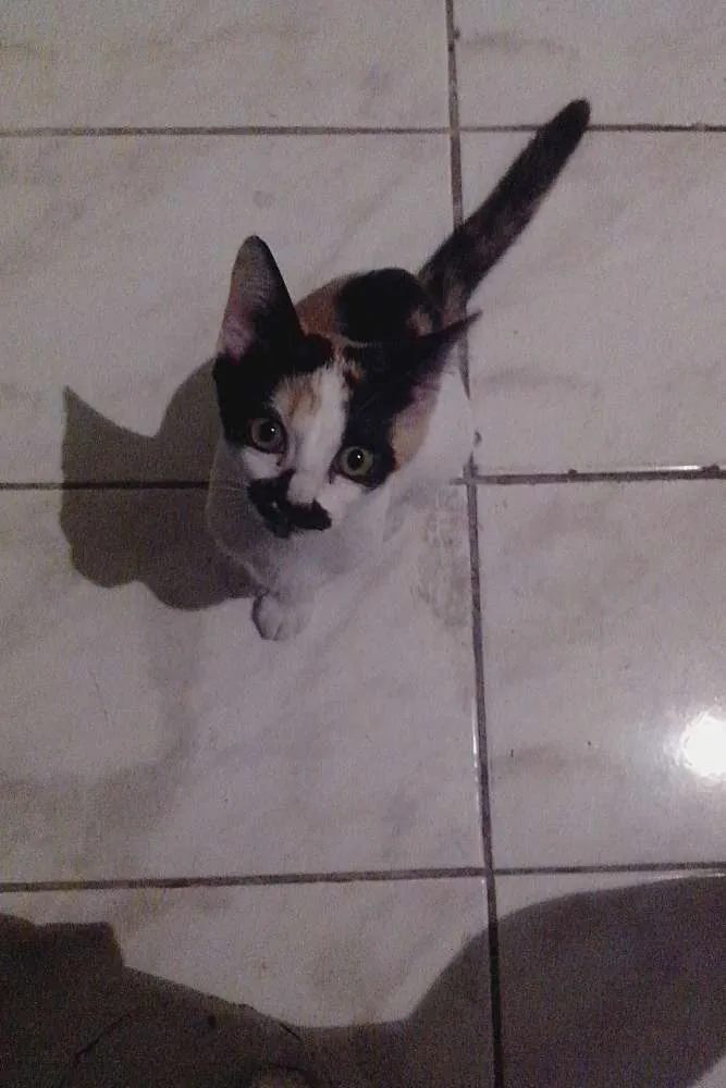 Gato ra a  idade 2 a 6 meses nome Não tem nome