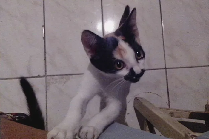 Gato ra a  idade 2 a 6 meses nome Não tem nome