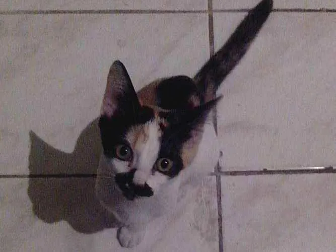 Gato ra a  idade 2 a 6 meses nome Não tem nome