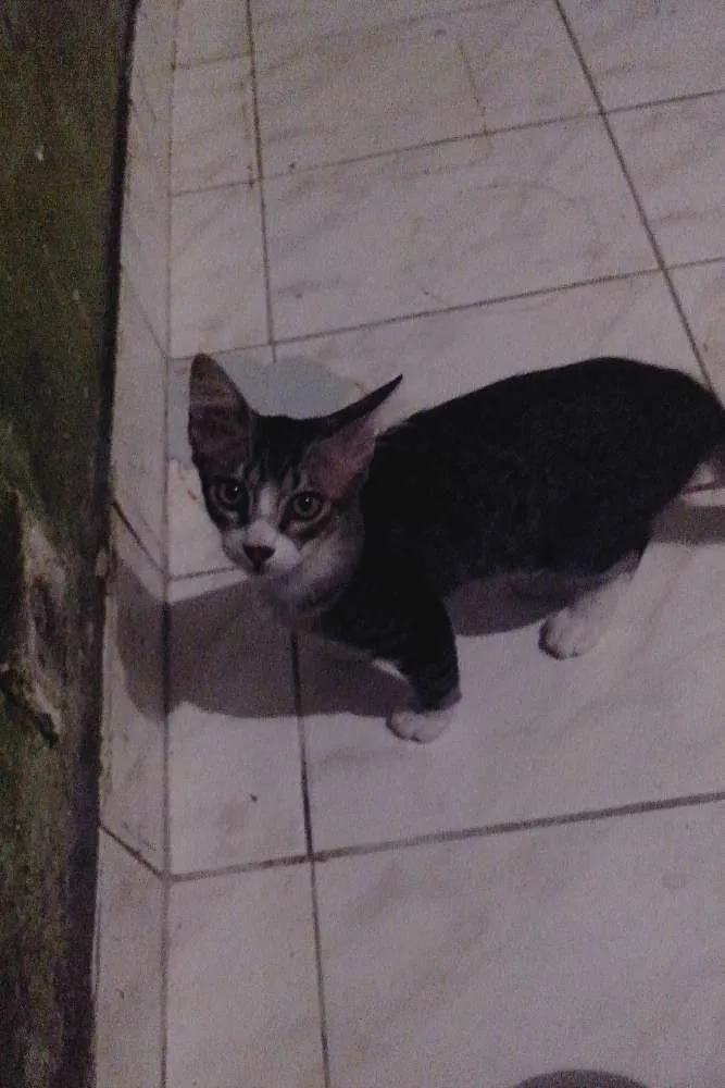 Gato ra a  idade 2 a 6 meses nome Não tem nome