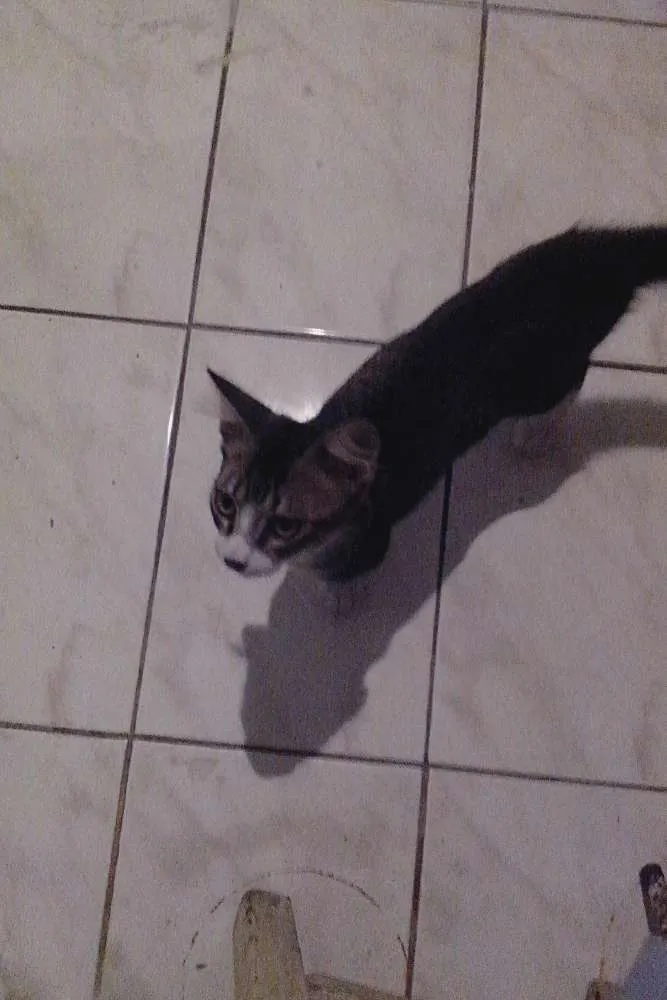 Gato ra a  idade 2 a 6 meses nome Não tem nome
