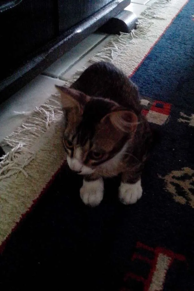 Gato ra a  idade 2 a 6 meses nome Não tem nome