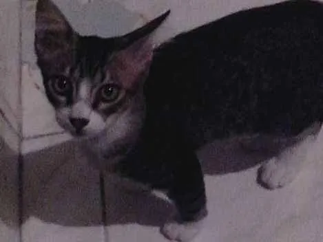 Gato ra a  idade 2 a 6 meses nome Não tem nome