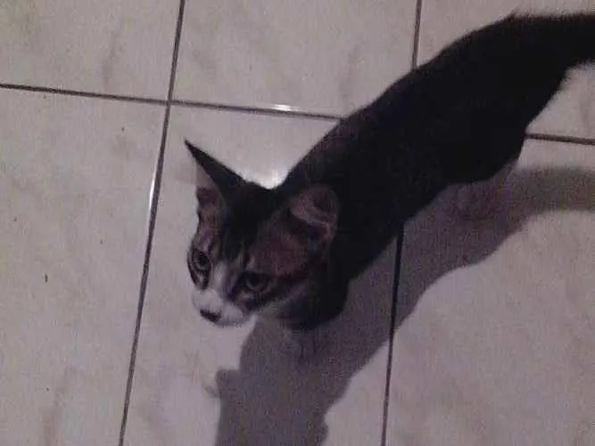 Gato ra a  idade 2 a 6 meses nome Não tem nome
