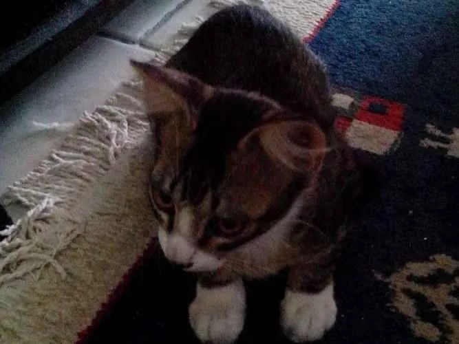 Gato ra a  idade 2 a 6 meses nome Não tem nome
