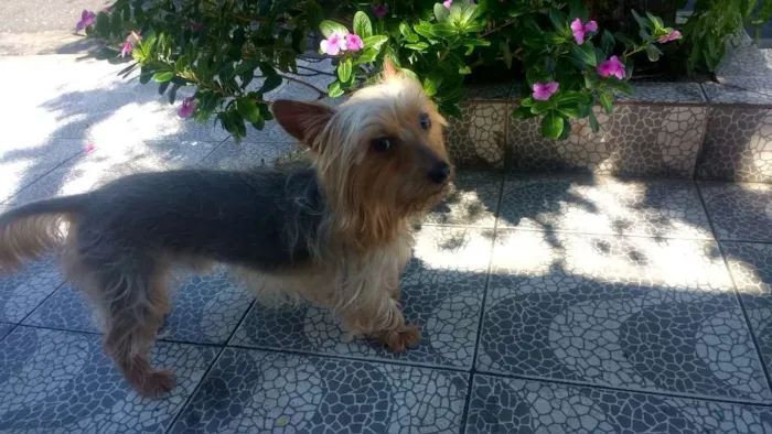 Cachorro ra a Yorkshire idade 1 ano nome Sidy