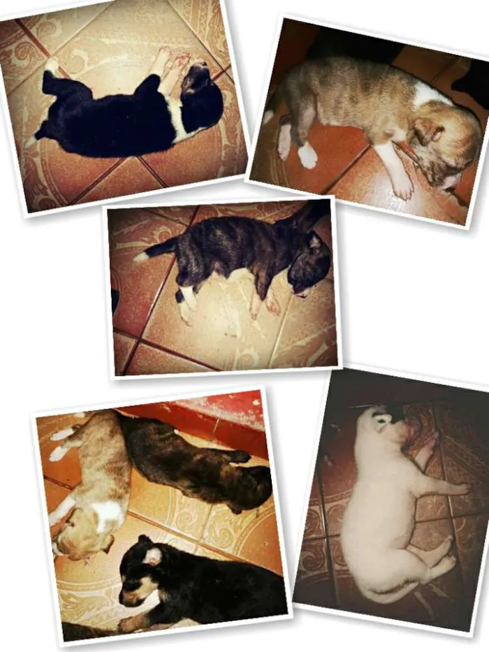 Cachorro raça Vira-lata  idade Abaixo de 2 meses nome Não tem 