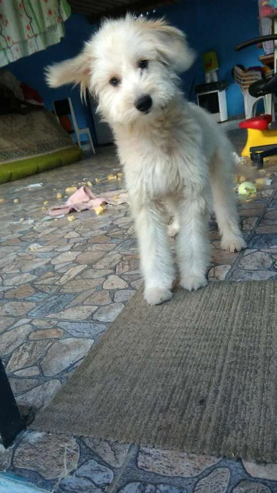 Cachorro ra a Poodle  idade 7 a 11 meses nome Pérola 