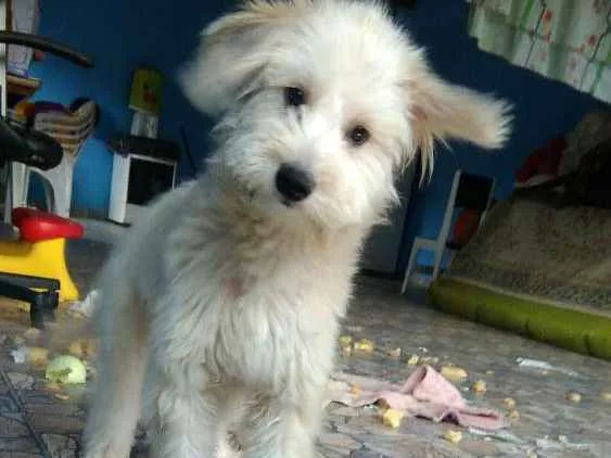 Cachorro ra a Poodle  idade 7 a 11 meses nome Pérola 