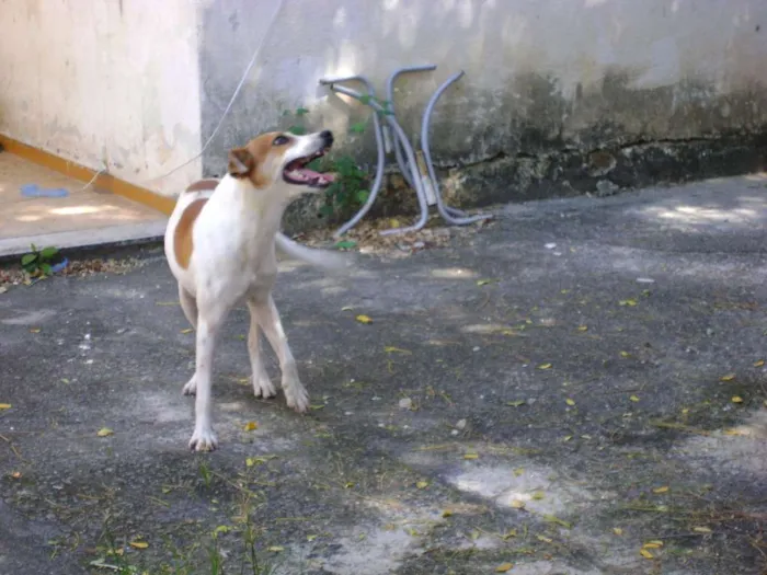 Cachorro ra a Sem raça idade 2 anos nome Bob