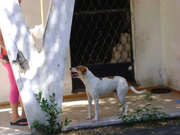Cachorro ra a Sem raça idade 2 anos nome Bob
