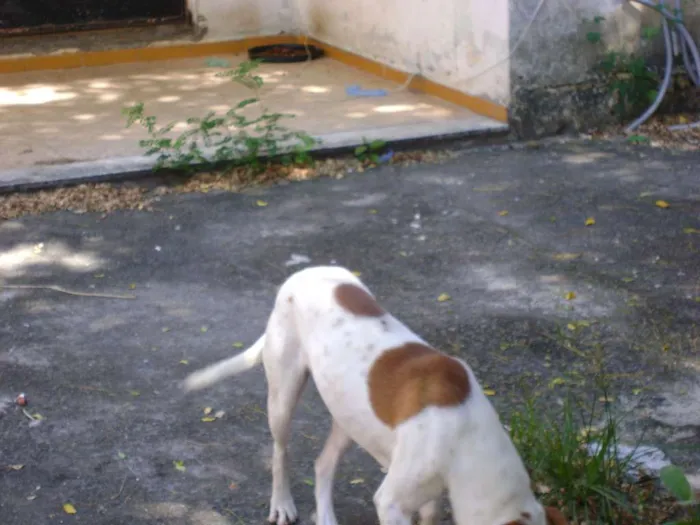 Cachorro ra a Sem raça idade 2 anos nome Bob
