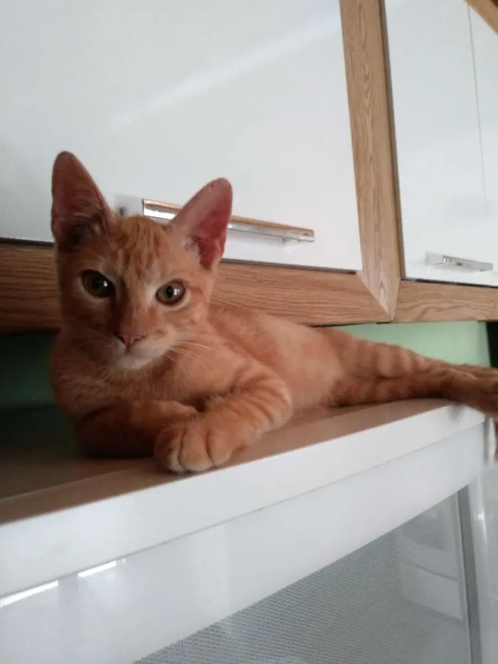 Gato ra a SRD idade 2 a 6 meses nome Juninho