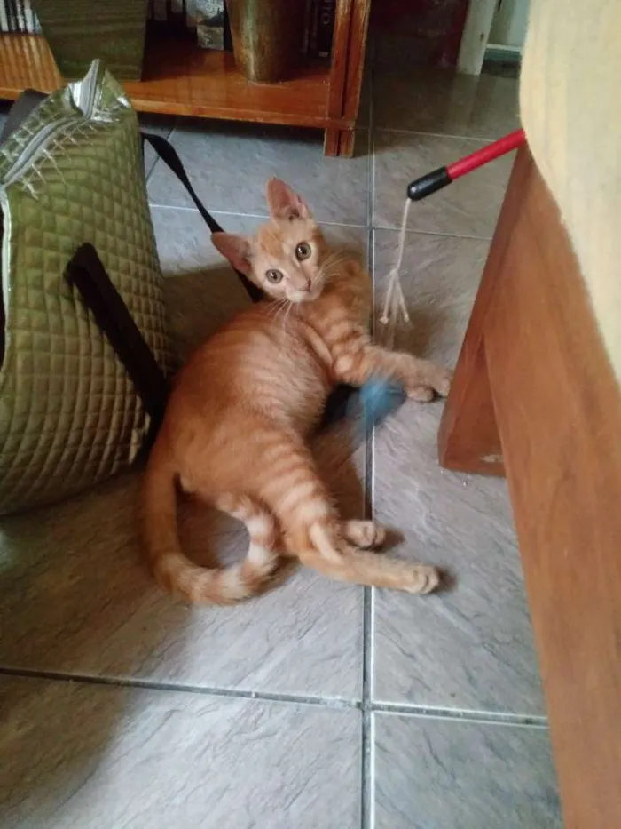 Gato ra a SRD idade 2 a 6 meses nome Juninho