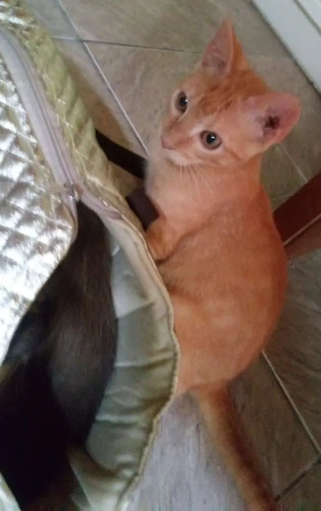 Gato ra a SRD idade 2 a 6 meses nome Juninho