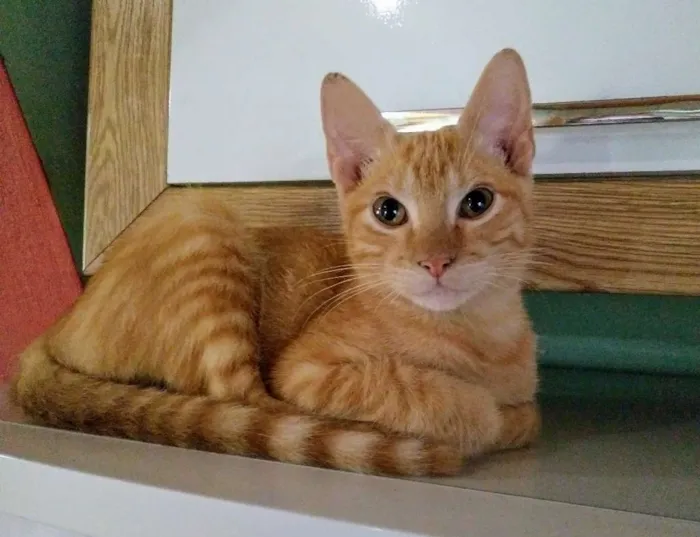Gato ra a SRD idade 2 a 6 meses nome Juninho