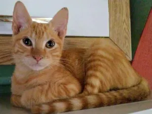 Gato raça SRD idade 2 a 6 meses nome Juninho