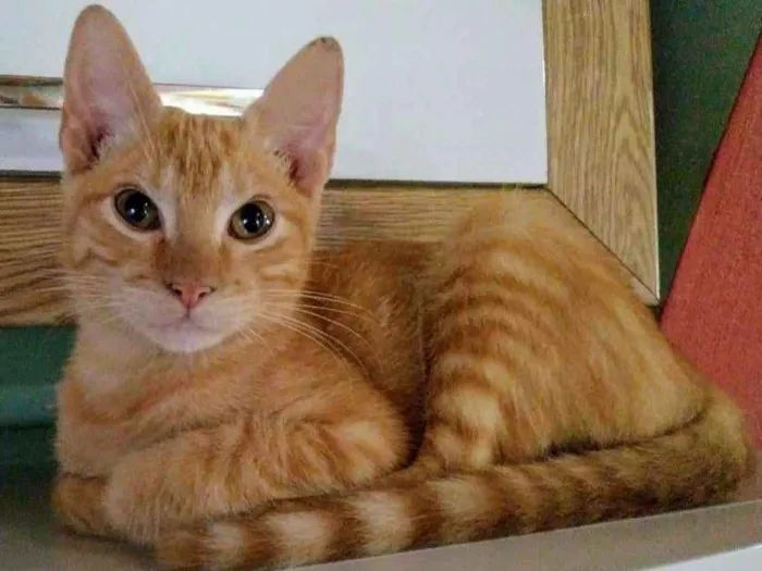 Gato ra a SRD idade 2 a 6 meses nome Juninho