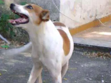 Cachorro ra a Sem raça idade 2 anos nome Bob