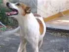 Cachorro raça Sem raça idade 2 anos nome Bob
