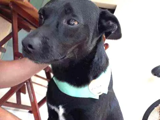 Cachorro raça Vira lata idade 2 anos nome Sem nome 
