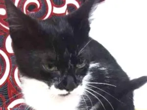 Gato raça  idade 2 a 6 meses nome Não tem nome 