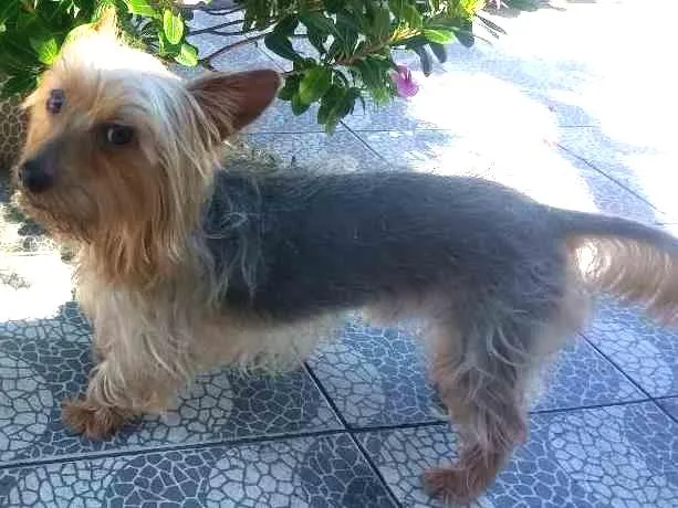 Cachorro ra a Yorkshire idade 1 ano nome Sidy