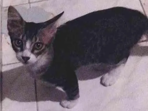 Gato ra a  idade 2 a 6 meses nome Não tem nome