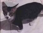 Gato raça  idade 2 a 6 meses nome Não tem nome