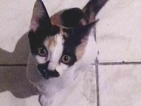 Gato ra a  idade 2 a 6 meses nome Não tem nome