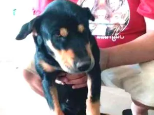 Cachorro raça srd idade 1 ano nome mel