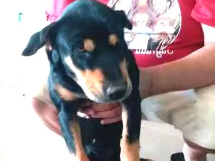 Cachorro ra a srd idade 1 ano nome mel