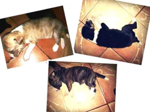 Cachorro raça Vira-lata  idade Abaixo de 2 meses nome Não tem 