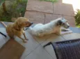 nina e pingo