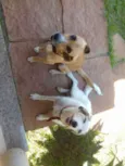 nina e pingo