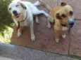 nina e pingo