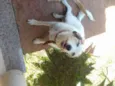 nina e pingo