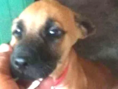Cachorro raça Viralata idade  nome Piboca