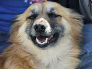 Cachorro raça  idade 5 anos nome Blenda