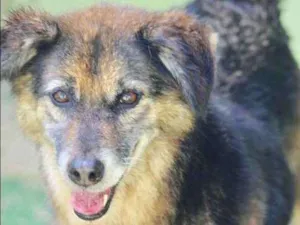 Cachorro raça  idade  nome Yasmin